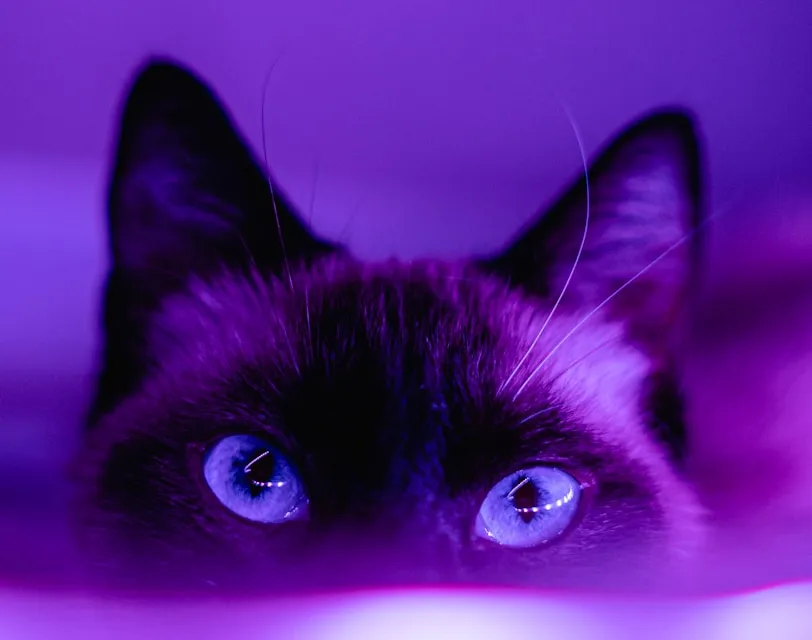 black cat in pink background
