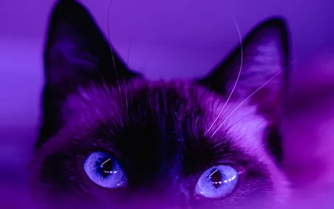 black cat in pink background