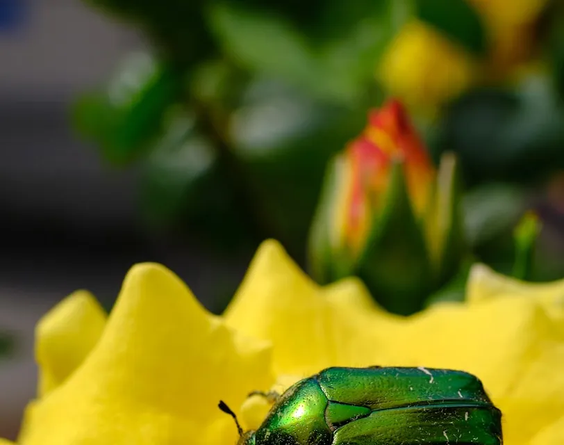 green beetle on yellow flower